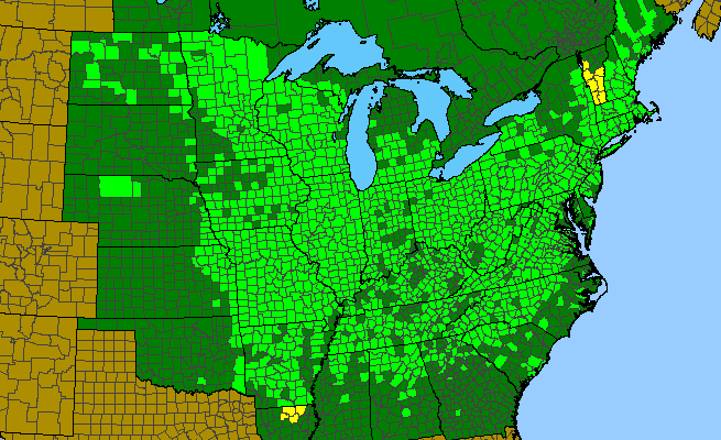 The range of Corylus americana
